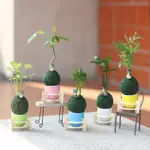 【迎光】龍貓綠苔球(羅漢松、竹柏、合果芋、發財樹 、袖珍椰子 五款可選)