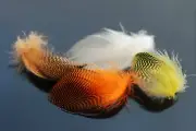 40 pcs 4 colors Natural Barred Mallard Duck Flank Feathers Wild Goose Hair Wing
