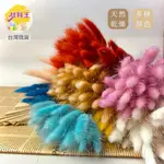 【台灣現貨速發】兔尾草 整把50-60裝【莫蘭迪色系】一枝3元起｜乾燥花 狗尾草 鼠尾草 永生花 花材