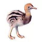 Cassowary Baby Hansa Realistic Soft Animal Plush Toy 16cm H **FREE DELIVERY**