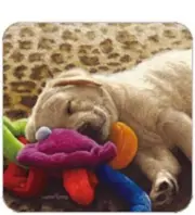Cork Back Coaster-Dog Design GOLDEN PUP SLEEPING-Create Your Own Set!