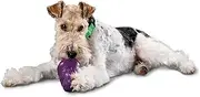 PetSafe Busy Buddy Squirrel Dude Dog Toy - Treat Dispensing Toy – Extra Small, Small, Medium and Large Sizes