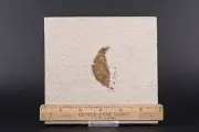 Nice Unpainted Leaf Fossil Lake Green River Formation Wyoming WY COA 5455