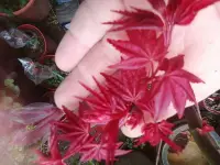 在飛比找Yahoo!奇摩拍賣優惠-日本品種紅楓樹槭樹名字叫新千染，鮮豔紅色楓樹槭樹高度約有90