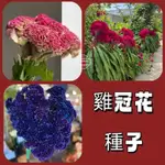 🎉【限時搶購】頭狀雞冠花種子 驅蚊 花類種子 球霸冠狀老來紅 雞髻花種子 四季觀賞庭院陽台盆栽花 巨型頭狀雞冠花種子易種