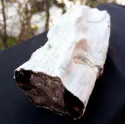 2 Lb 15 Oz Natural Rare Opalized Mirror Polished Big Petrified Wood Uv Reactive
