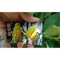 在飛比找蝦皮購物優惠-卉迎園藝 佛手柑嫁接苗高度80公分