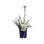 140mm Bush Tenacity Kangaroo Paw - Anigozanthos hybrid