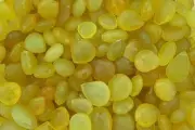 TEN Flat Pear Fat Heart 8mm to 19mm Yellow Agate Bead Briolette CLOSEOUT PB21