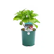 140mm Hydrangea - Hydrangea Macrophylla