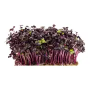 Radish Sango seeds (Sprout)