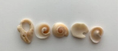 PEACE natural shell fragment letters beach seashells art sign craft word USA