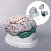 Human Brain Life Size 3 Part Brainstem Structure Fully Dissected Medical Model