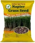 Super Napier Grass Seeds 4000 Seeds Pack High Yield Multicut Grass Seed