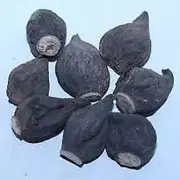 Bulk Orchis Latifolia Mascula Linn Spp Salep Orchid Salab Salam Gatta Root******
