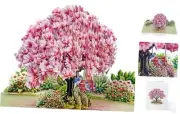 CUTPOPUP Mothers Day Card Pop Up, 3D Birthday Card, Magnolia Tree-6x8in