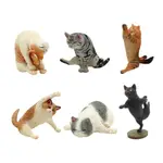 ANIMAL LIFE YOGA CAT 1BOX（8個入）