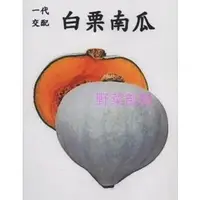 在飛比找蝦皮購物優惠-【野菜部屋~】K40 日本白栗南瓜種子4粒 , 白九重栗南瓜