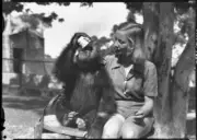 NSW Woman supporting an ape as it feeds from a tea cup Taronga Par - Old Photo