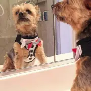 American River Harness Dog Tux with 4 Bows XX-Small