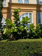 Buy Fiddle leaf Fig Trees in Australia (Ficus lyrata)