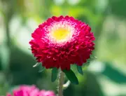 ASTER 'Pompon Gusford Supreme' seeds