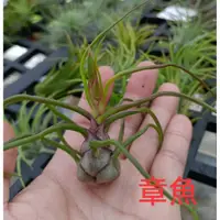 在飛比找蝦皮購物優惠-[ 章魚空氣鳳梨 Bulbosa 菲律賓進口.  大肚多葉型