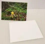 Real Photo Greeting Cards Yellow Fly Agaric Mushroom Adirondack Mountains NY (6)