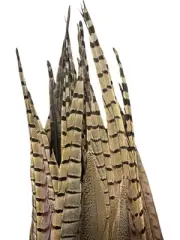 Ringneck Pheasant Tail Feathers (2 Pack) Natural Color From Wild Birds 12-18 in.