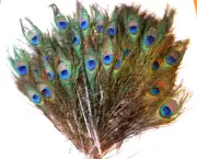 50 Natural Irridescent Peacock Feathers Small - Medium Eyes cut stem 8-14"