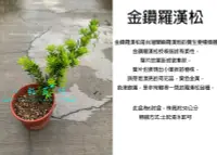 在飛比找露天拍賣優惠-心栽花坊-金鑽羅漢松/羅漢松/6吋/松/杉/柏/檜/售價20