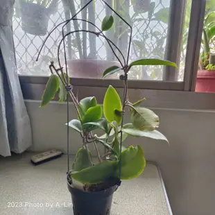 植物 聊聊回訊息才會出貨 一物一拍 香 好美  hoya crassicaulis 毬蘭