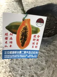 在飛比找露天拍賣優惠-卉迎園藝 台農二號木瓜紅肉嫁接苗/水果樹苗/新興果樹