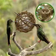 Rattan Nest Ball Material Natural Hummingbird House Parrot Swing Bird Biting Toy