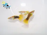 在飛比找Yahoo!奇摩拍賣優惠-純品系 黃尾禮服孔雀魚 (一對) 純品系孔雀魚專區 活體宅配