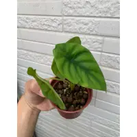 在飛比找蝦皮購物優惠-綠盾觀音蓮•Alocasia clypeolata•雨林植物