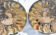 Large Black Ammonite Pair Crystals 7.4" 110myo Dino age Fossil 187mm 3226uu
