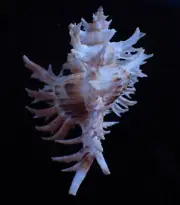 Sea shell - Chicoreus cnissodus 65mm - BEAUTIFUL SPINES!