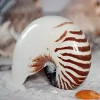 在飛比找Yahoo!奇摩拍賣優惠-正品 天然鸚鵡螺地中海裝飾鸚鵡海螺擺件海洋海螺貝殼裝飾品水族