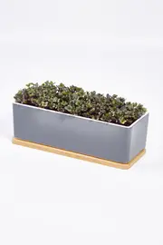 Microgreens Mini Garden Mustard Kit--URG-MICRO-MS