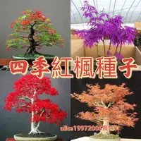 在飛比找蝦皮購物優惠-超高發芽率 楓樹種子 紅楓種子 本地紅楓 日本紅楓 美國紅楓