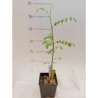 在飛比找蝦皮購物優惠-拉米沒藥 Commiphora lamii 實生苗