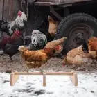 Hen Stand Chicken Rooster Perch Tall for Coop Roosting Perches Hens