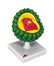 NEW 3B Anatomical AIDS Virus Model L40