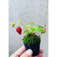 在飛比找蝦皮購物優惠-袖珍小盆栽 爆款日本盆栽草莓種子 黑巴克草莓種籽 紅草莓 白