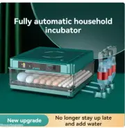 Fully Rudin Incubator Chicken Egg Holding Dual Power Automatic Small Incubator