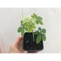 在飛比找蝦皮購物優惠-Adenia glauca幻蝶蔓-胖粗植株_葉形美觀賞性佳_