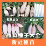 蘿蔔種子大全｜大梅花｜中生蘿蔔｜夏玉蘿蔔｜白玉蘿蔔｜金交蘿蔔｜專業蔬菜種植專用｜開心農場｜蔬菜專業戶｜蔬菜種子｜園藝 ｜