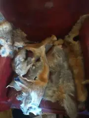 Fox Fur Offcuts for Craft
