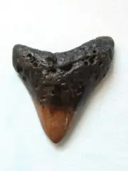 BEAUTIFUL POLISHED MEGALOLDON SHARK TOOTH 3 INCH